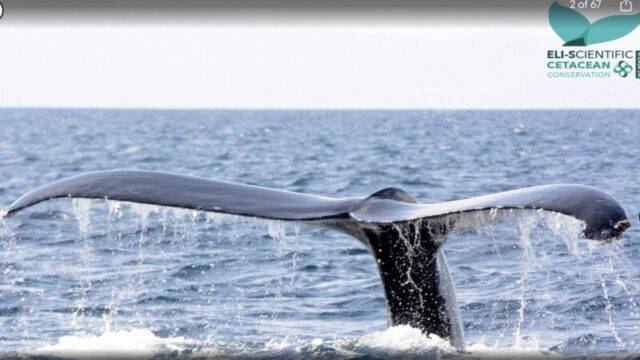 ELI-Scientific Marine mammal researchers whale watching in San Juan del Sur, Nicaragua