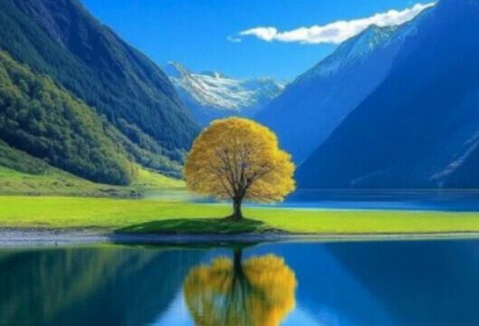 Marlon Landscape Design Services in SJDS