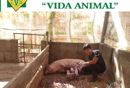 Veterinaria Vida Animal image of vet helping a pig giving birth