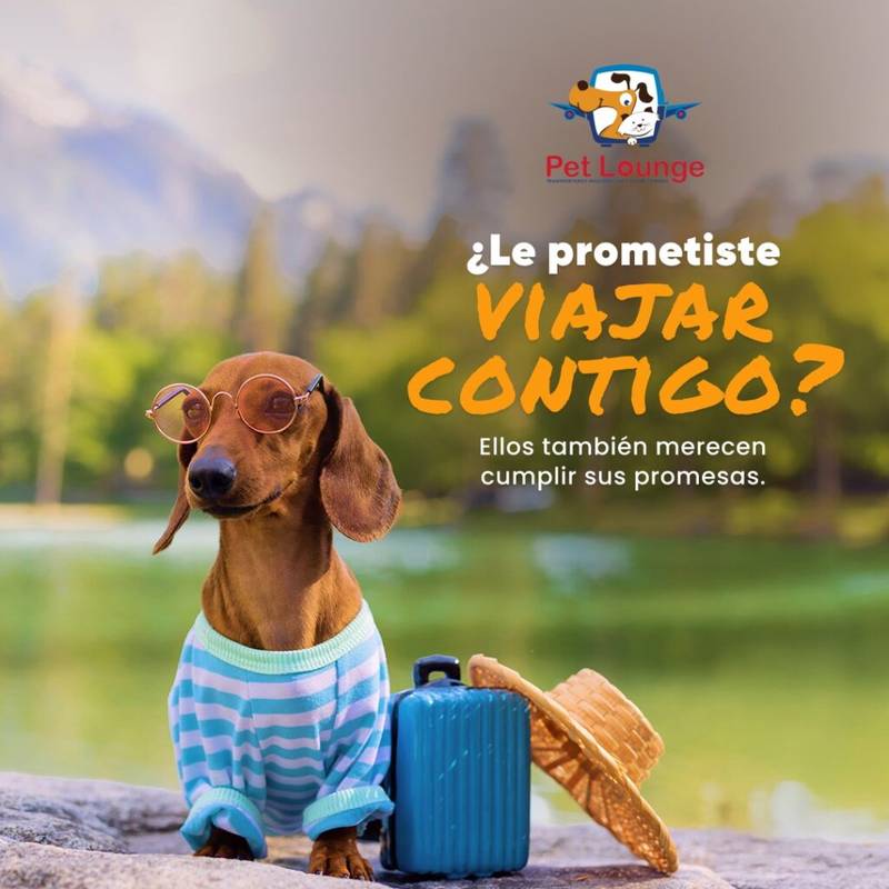 Pet Lounge CR offers safe international transport of pets.