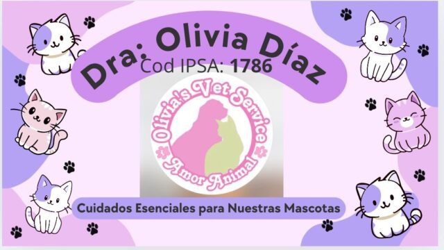 Olivia Mobile Vet & Groomer performing grooming or pet exam inside a home in San Juan del Sur
