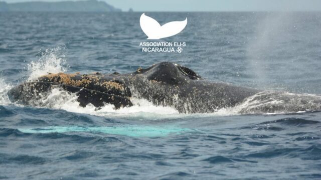Association ELI-S whale watching and research tour Nicaragua