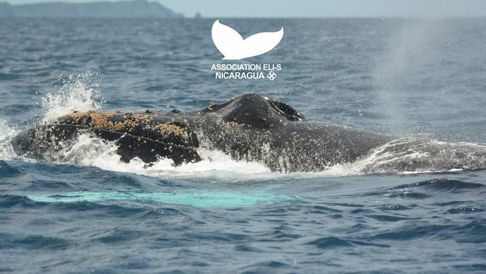 Association ELI-S whale watching and research tour Nicaragua