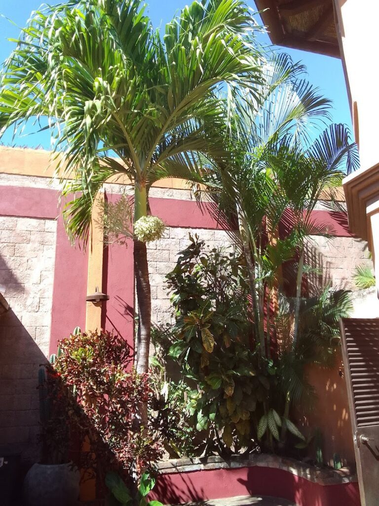 3 Palms Granada image from outside with palm trees